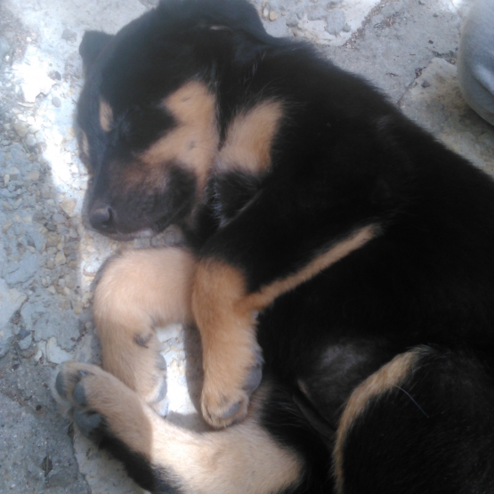 Image pour l'annonce chiots beauceron croisé berger allemand