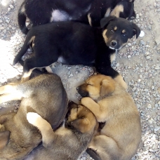 Image pour l'annonce chiots beauceron croisé berger allemand