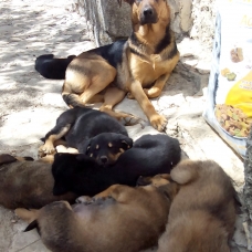 Image pour l'annonce chiots beauceron croisé berger allemand