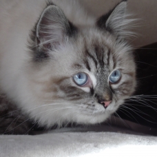 Image pour l'annonce vends chaton sacré de Birmanie non Lof