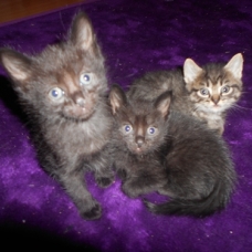 Image pour l'annonce urgent donne chatons