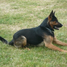 Image pour l'annonce Donne Berger Allemand croisé Malinois