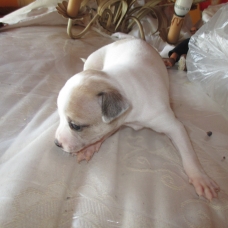 Image pour l'annonce a reserver chiots chihuahua fac reg de 3 a 10 mois