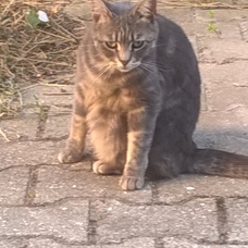 Image pour l'annonce adorable chatte à placer car prochain départ en maison de retraite