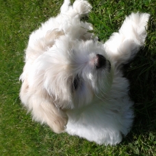 Image pour l'annonce vend chiot coton de tulear 2 mois