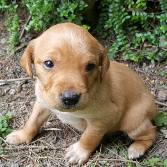 Image pour l'annonce Donne chiots labrador croisé épagneul