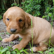 Image pour l'annonce Donne chiots labrador croisé épagneul