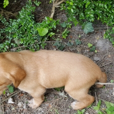 Image pour l'annonce Donne chiots labrador croisé épagneul