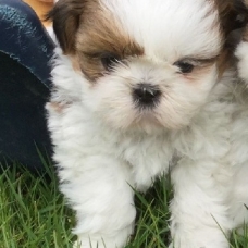 Image pour l'annonce 5 chiots types shih tzu