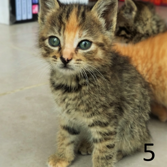 Image pour l'annonce donne 5 chatons de 2 mois