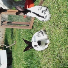 Image pour l'annonce Lapin Géant Papillon Français