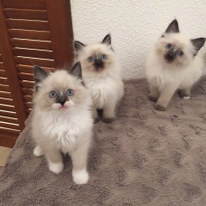 Image pour l'annonce Superbes Chatons Ragdoll non inscrits au Loof