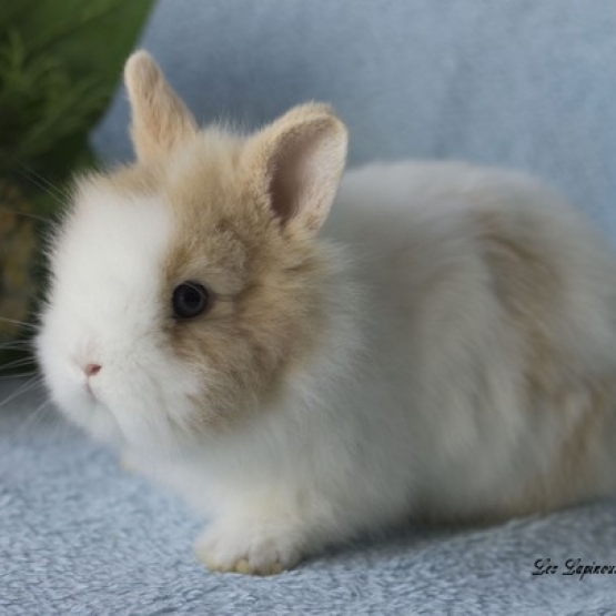 Image pour l'annonce bébés lapins nains