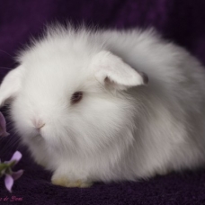 Image pour l'annonce bébés lapins nains