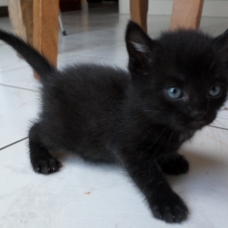 Image pour l'annonce donne chatons 1 noir 1 tigré