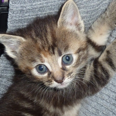 Image pour l'annonce donne chatons tigrés