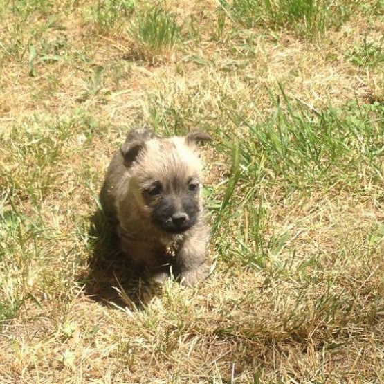 Image pour l'annonce Chiots Cairn Terrier à vendre