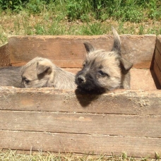 Image pour l'annonce Chiots Cairn Terrier à vendre