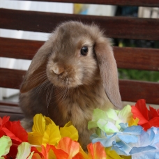 Image pour l'annonce lapin nain , bélier et rex