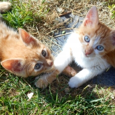 Image pour l'annonce Chatons à donner