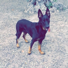 Image pour l'annonce Donne beauceronne croisée