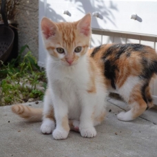 Image pour l'annonce Chatons à donner