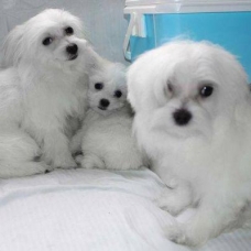 Image pour l'annonce adorables chiots Bichons Maltais