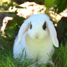 Image pour l'annonce BB Lapin Nain Bélier - MALE