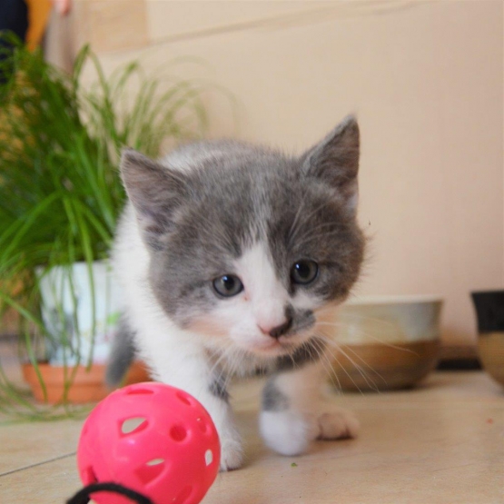 Image pour l'annonce Donne chaton mâle gris et blanc