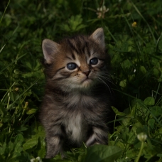 Image pour l'annonce Chaton à reservé