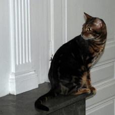 Image pour l'annonce Donne Mâle Chat Bengal Brown Marble Sheeted de 2 ans