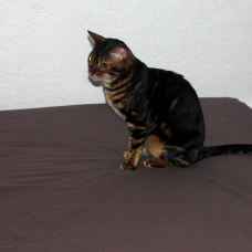 Image pour l'annonce Donne Mâle Chat Bengal Brown Marble Sheeted de 2 ans