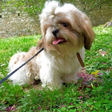 Image pour l'annonce Shih tzu cherche petite femelle