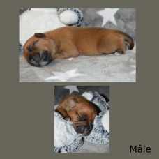 Image pour l'annonce chiots staffordshire bull terrier (staffie) LOF