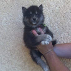 Image pour l'annonce chiots husky de sibérie LOF