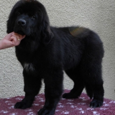 Image pour l'annonce 2 chiots mâles terre-neuve : 1 marron et 1 noir