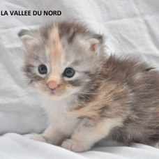 Image pour l'annonce chaton maine coon loof grand gabarit