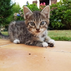 Image pour l'annonce Donne chaton femelle tigrée