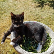 Image pour l'annonce Donne chaton femelle noir et blanc