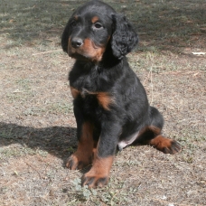 Image pour l'annonce Vend chiot male setter gordon LOF