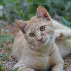 Image pour l'annonce Chaton mâle à donner