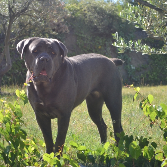 Image pour l'annonce Chiots cane corso lof