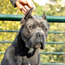 Image pour l'annonce Chiots cane corso lof