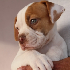 Image pour l'annonce bebe bulldog anglais