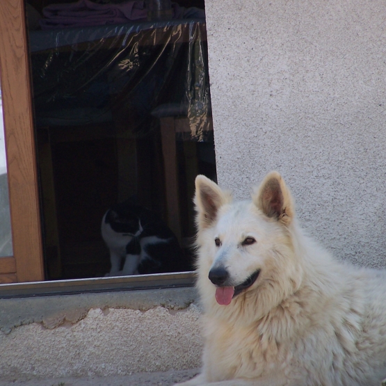 Image pour l'annonce Vend chiot LOF BERGER BLANC SUISSE