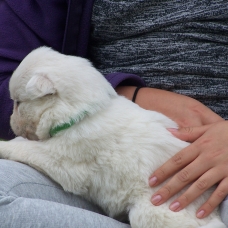 Image pour l'annonce Vend chiot LOF BERGER BLANC SUISSE