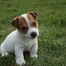 Image pour l'annonce jack russel