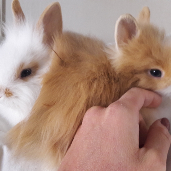 Image pour l'annonce Lapins nains Angora de 2 mois