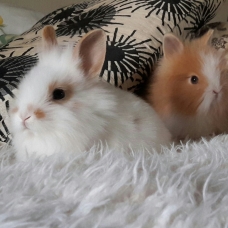 Image pour l'annonce Lapins nains Angora de 2 mois