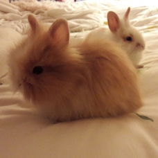 Image pour l'annonce Lapins nains Angora de 2 mois